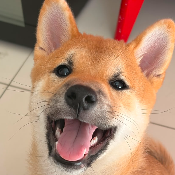 Nossa cachorra Missô