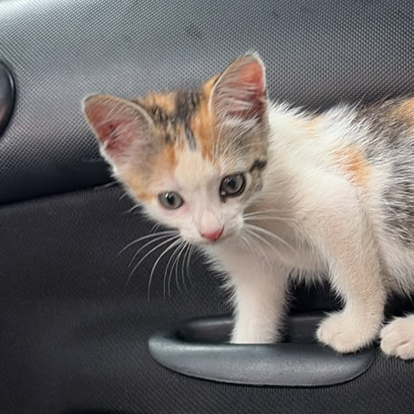 Nossa gata Chica